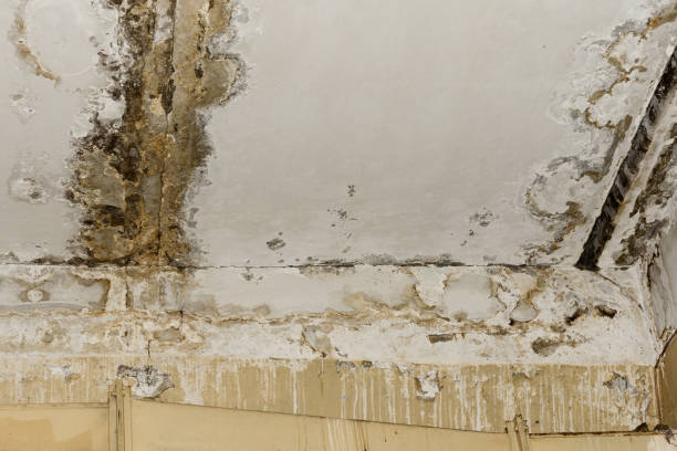 Best Asbestos and Lead Testing During Mold Inspection  in Puxico, MO