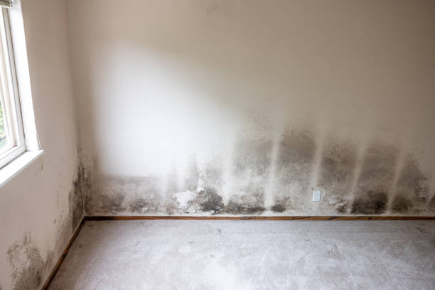  Puxico, MO Mold Removal Pros